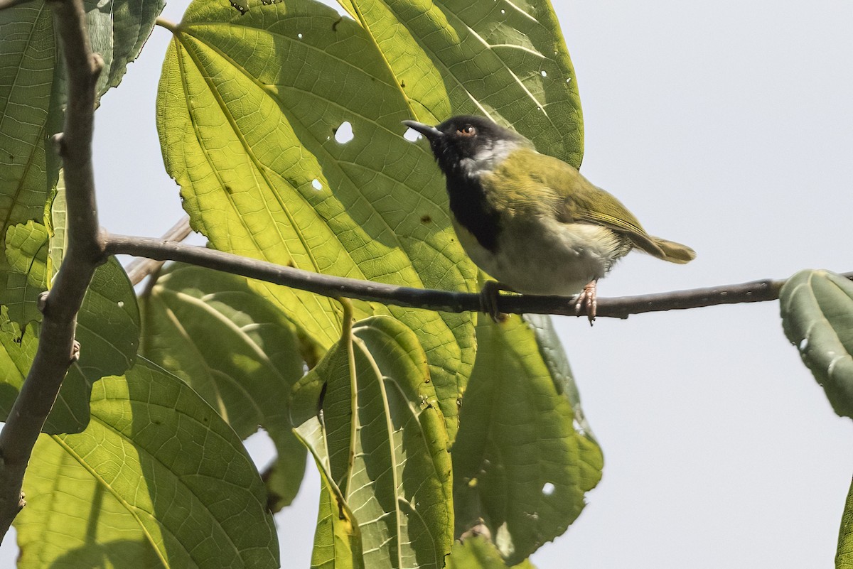 Black-faced Apalis - ML622621223