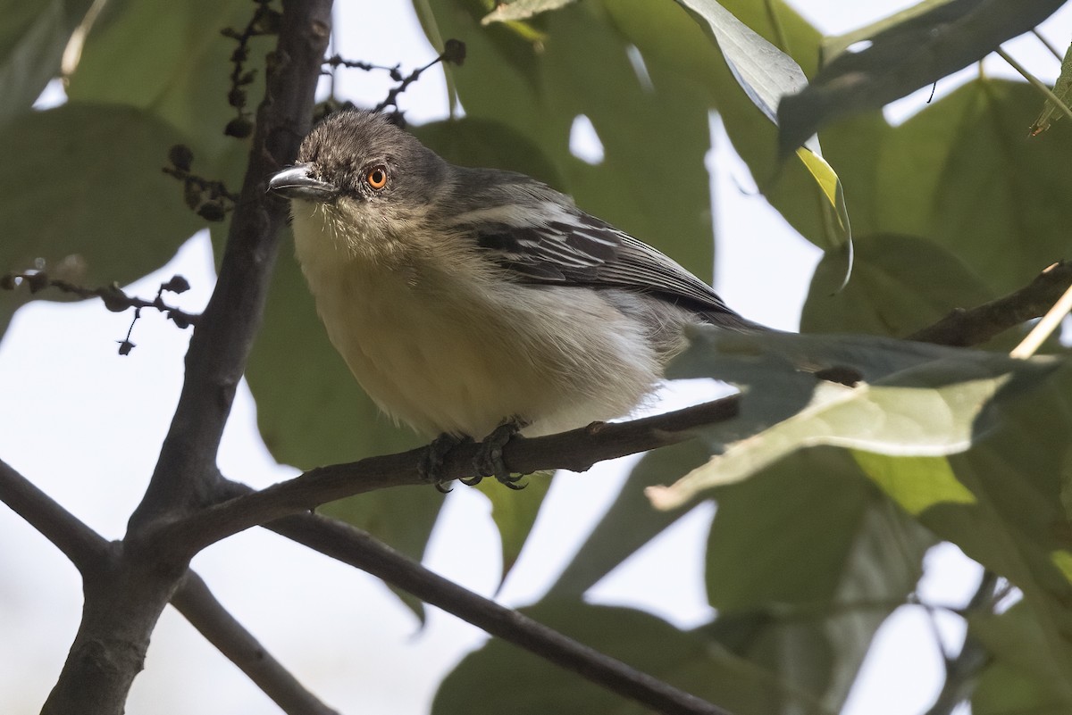 Northern Puffback - ML622621261