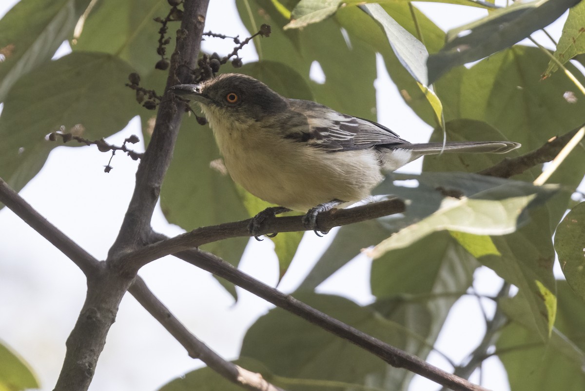 Northern Puffback - ML622621262