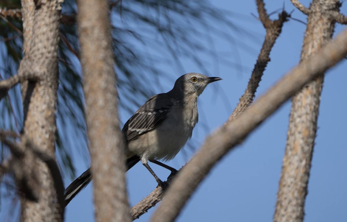 Northern Mockingbird - ML622621280