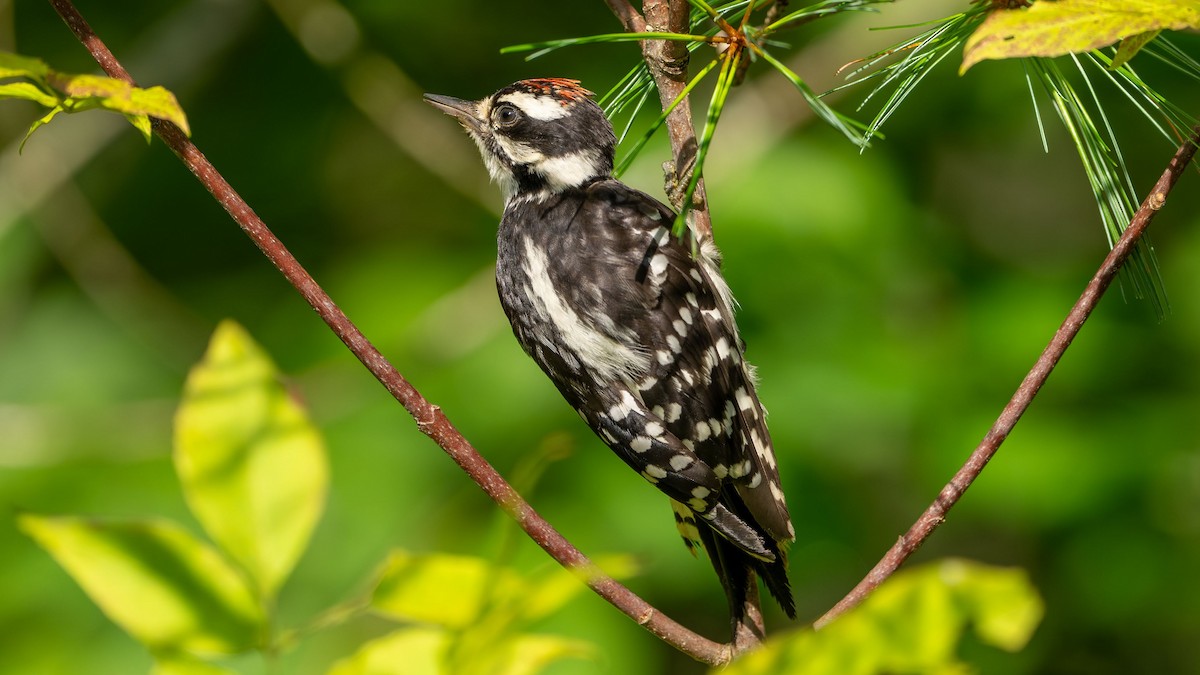 Hairy Woodpecker - ML622621309