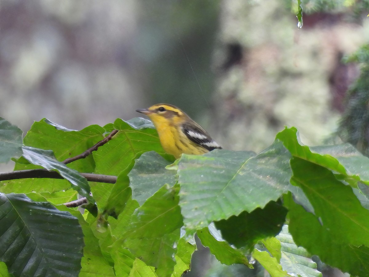 Blackburnian Warbler - ML622621422