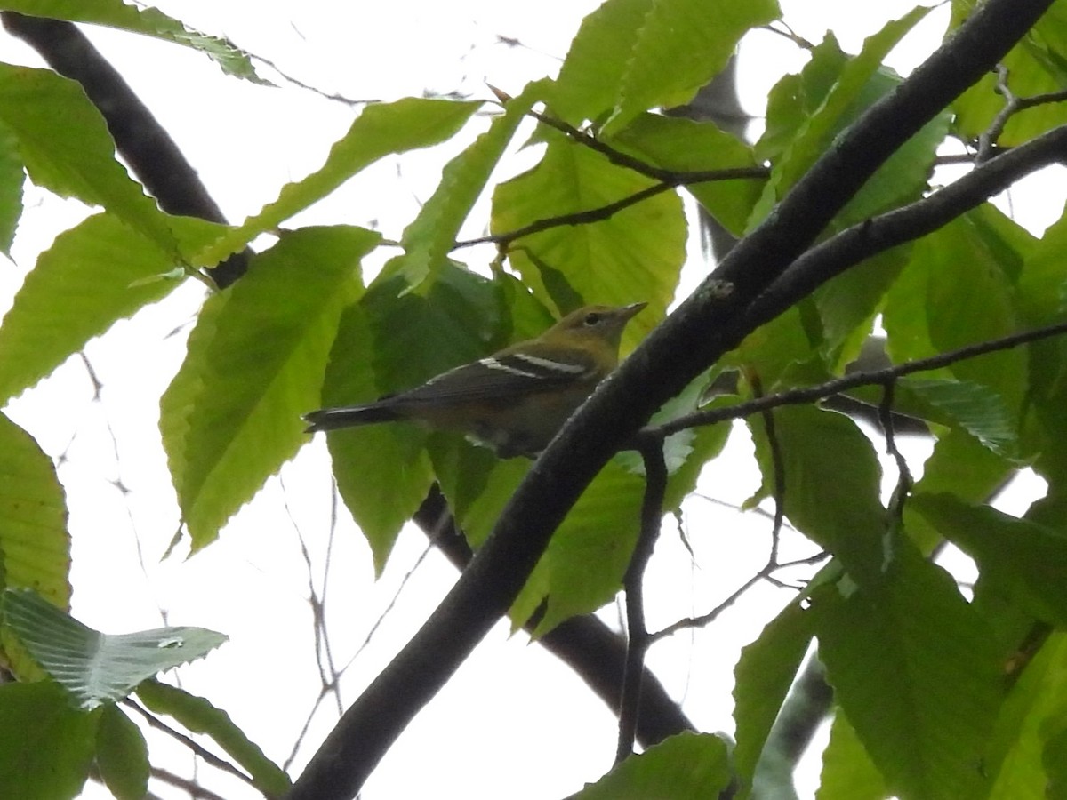 Bay-breasted Warbler - ML622621450