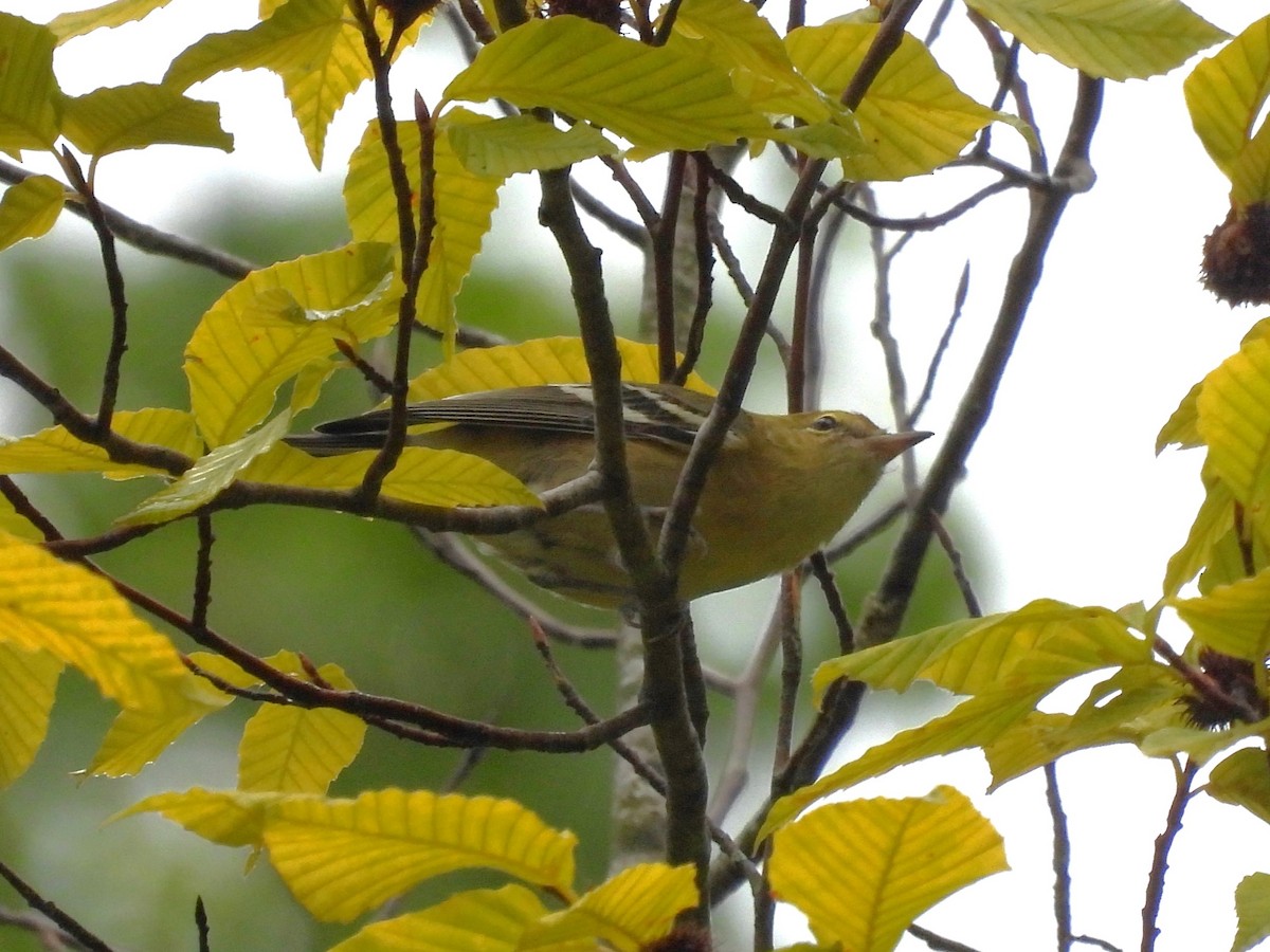 Bay-breasted Warbler - ML622621468