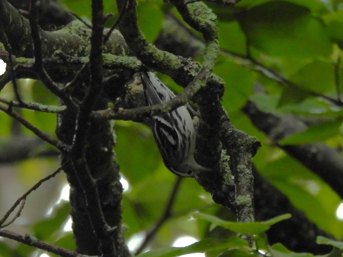 Black-and-white Warbler - ML622621473