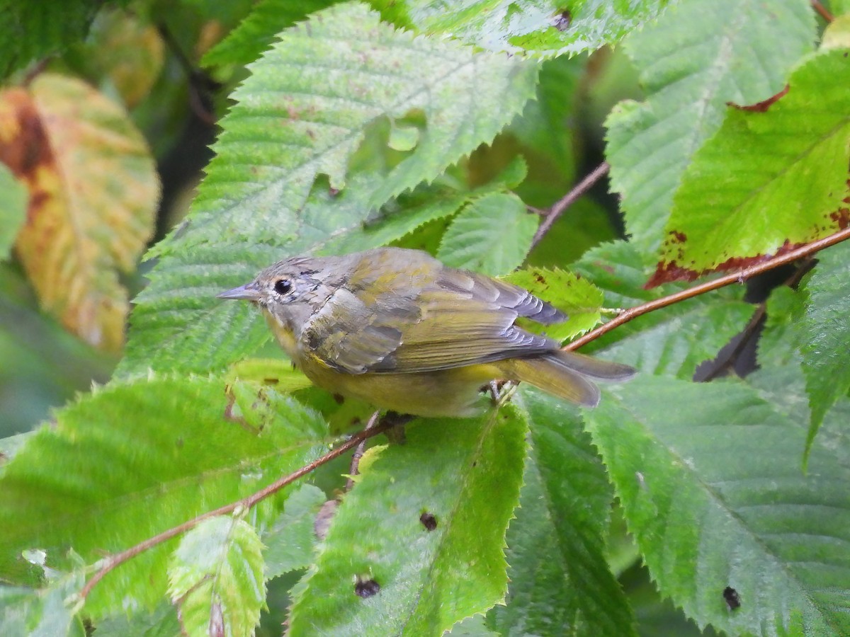 Nashville Warbler - ML622621504