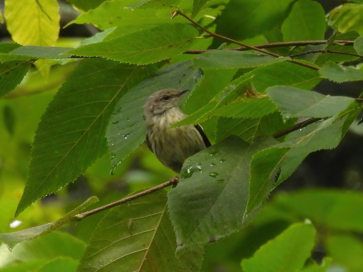 Cape May Warbler - ML622621524