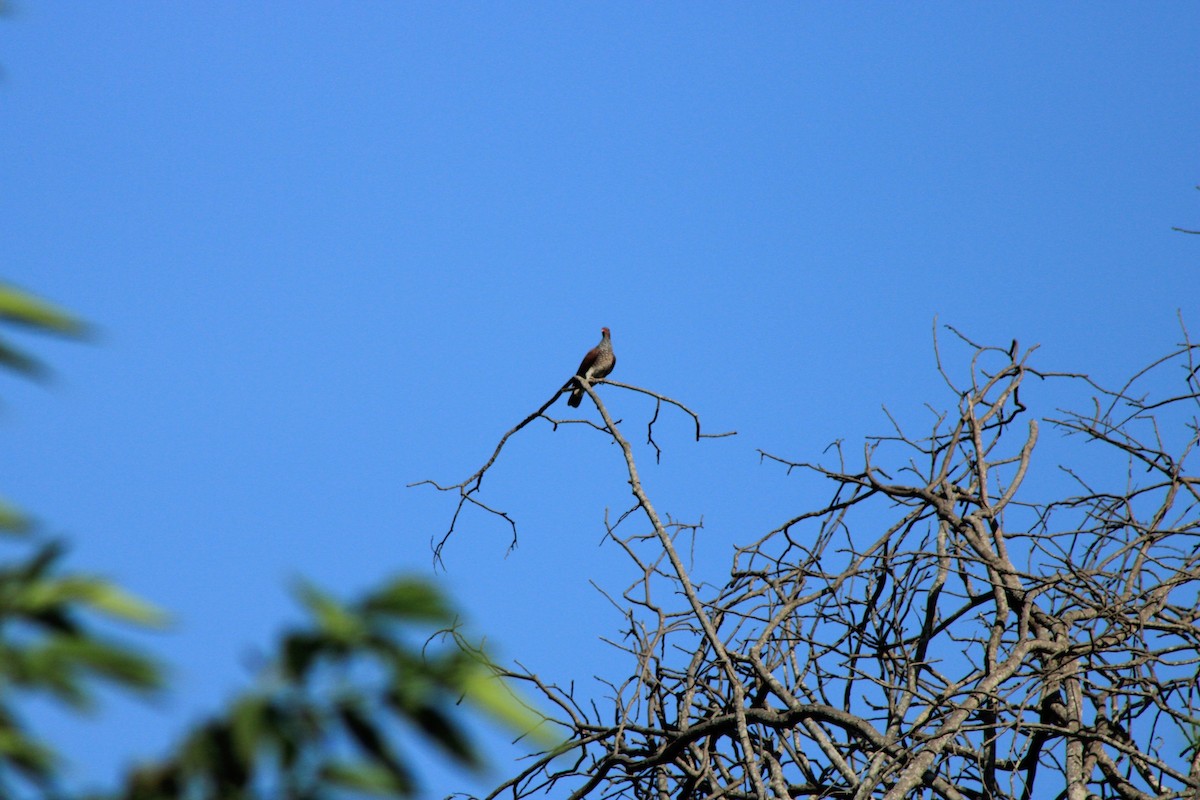 Scaled Pigeon - ML622621554