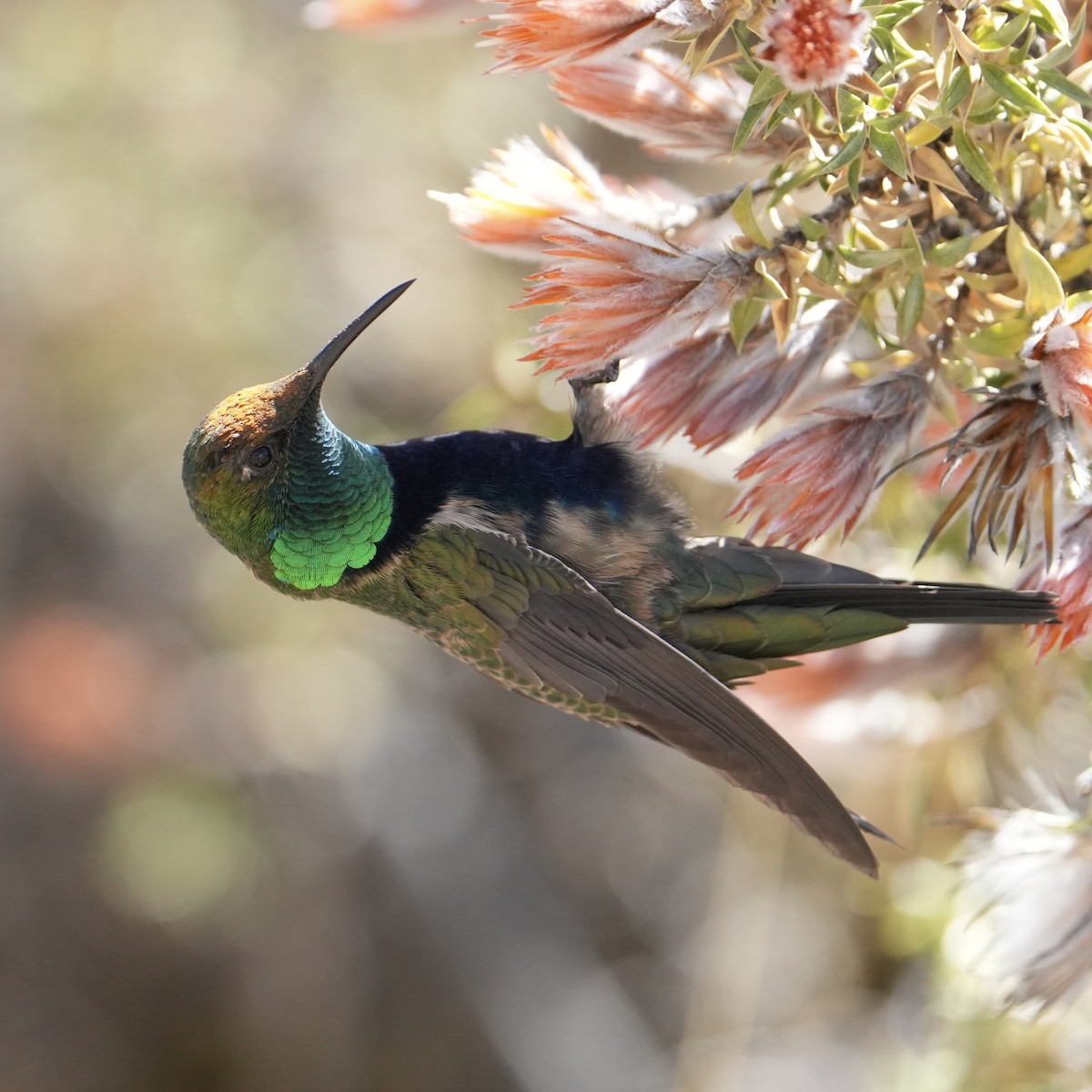 Black-breasted Hillstar - ML622621563