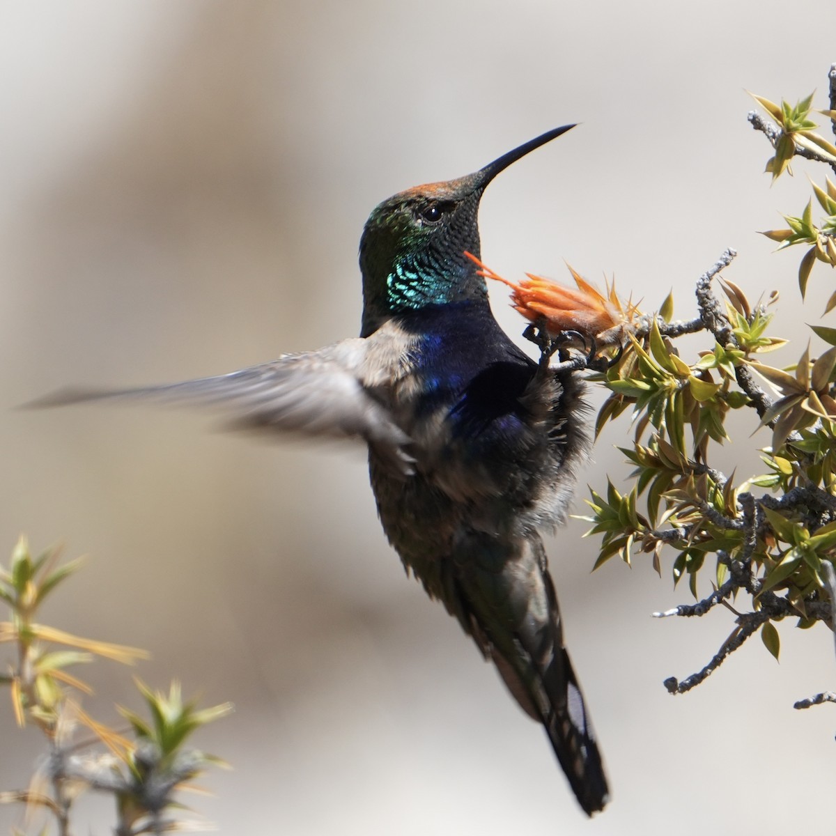 Black-breasted Hillstar - ML622621565