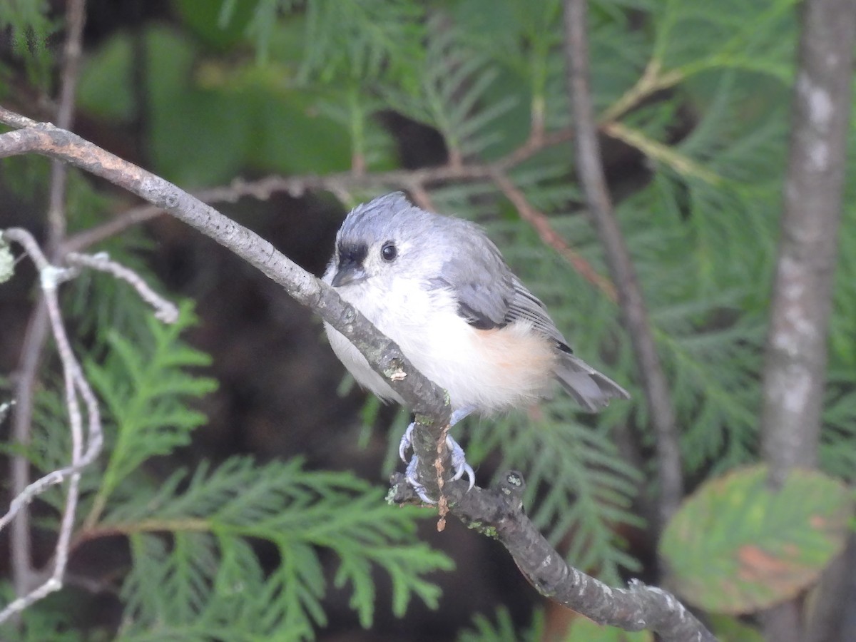 Tufted Titmouse - ML622621569