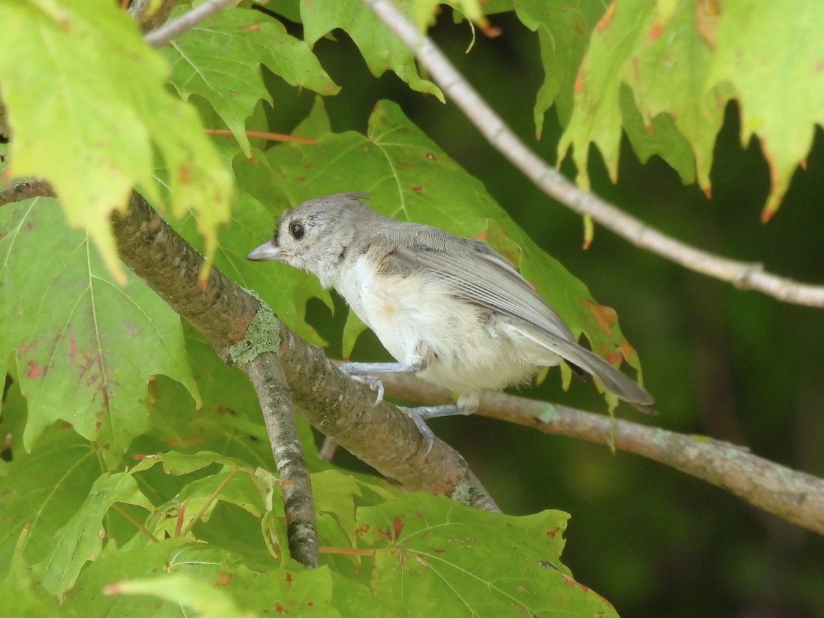 Tufted Titmouse - ML622621570