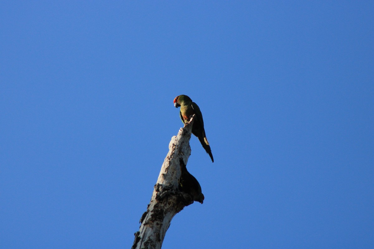 Golden-capped Parakeet - ML622621576