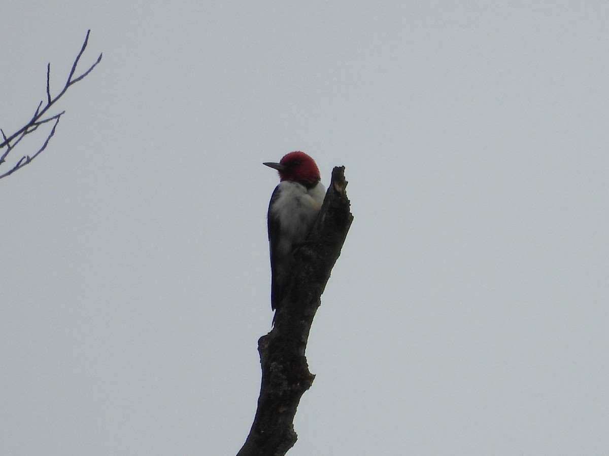 Red-headed Woodpecker - Jenny Young