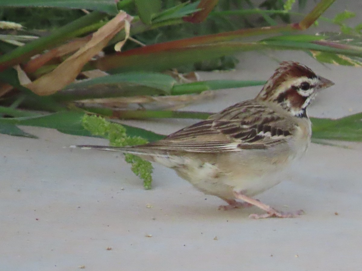 Lark Sparrow - ML622621622