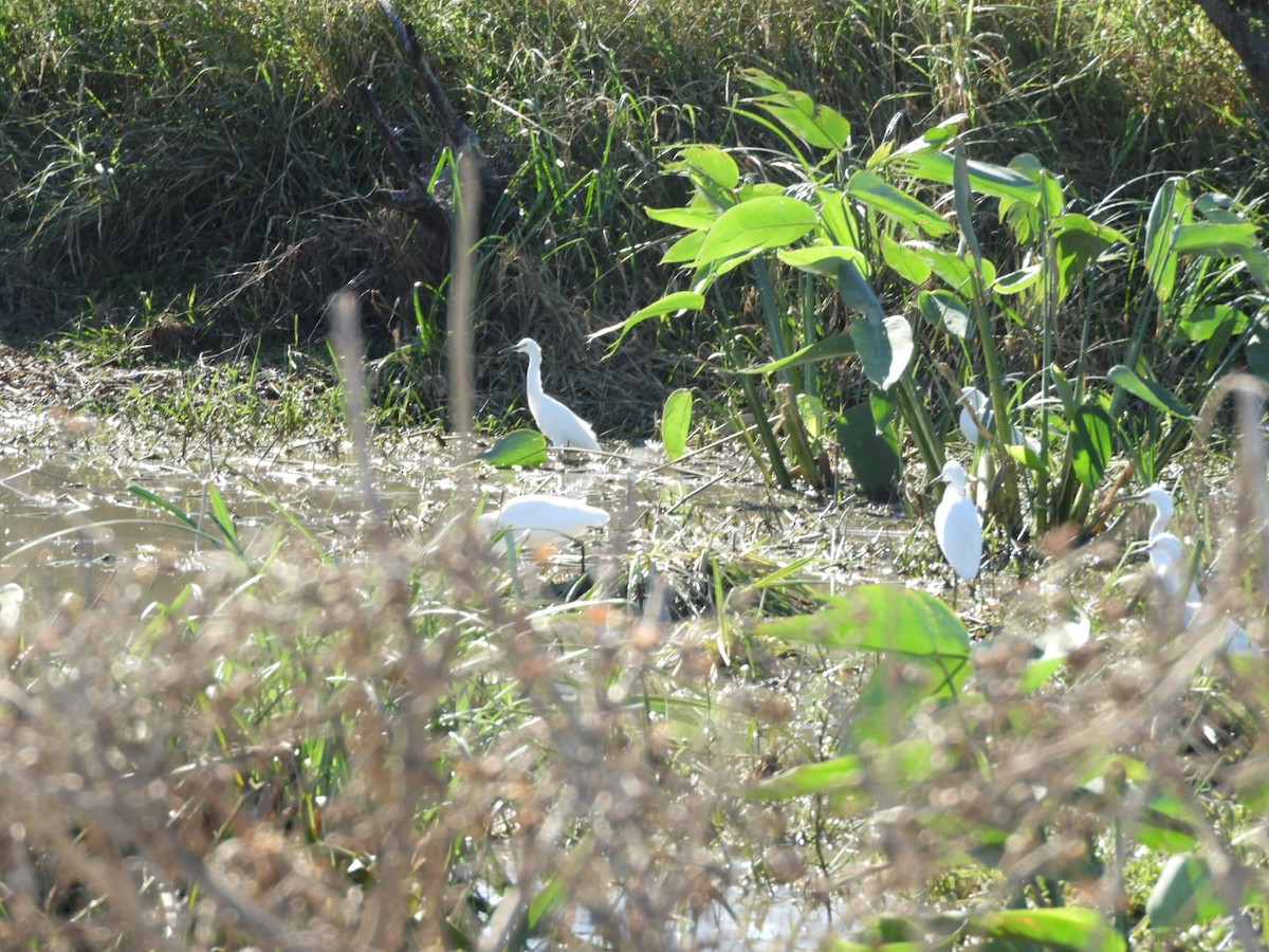 Snowy Egret - ML622621636