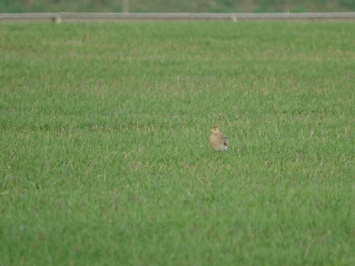 Upland Sandpiper - ML622621677