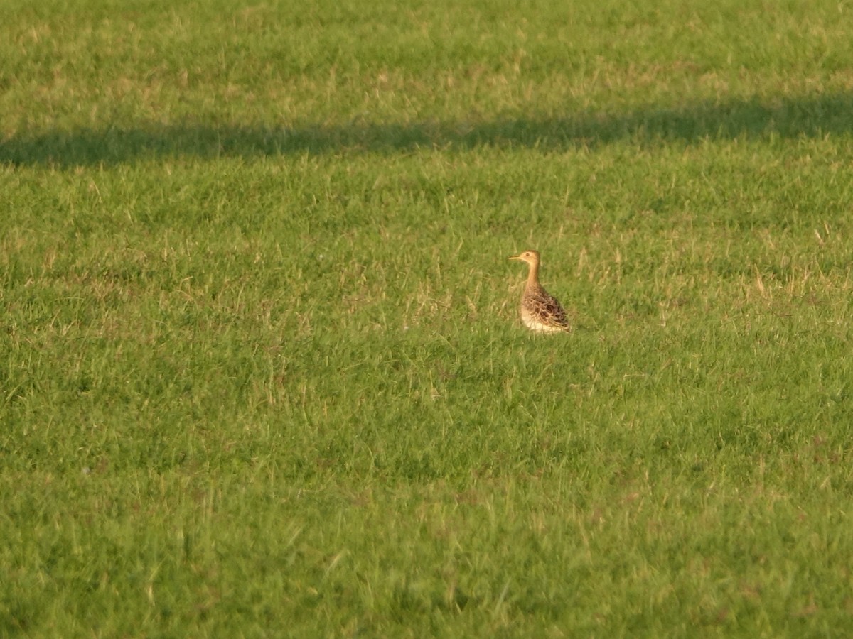 Upland Sandpiper - ML622621681