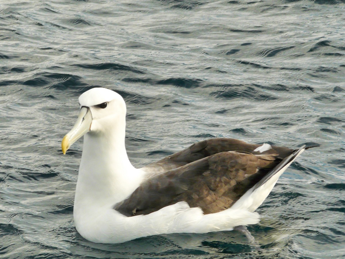 Albatros à cape blanche - ML622621688