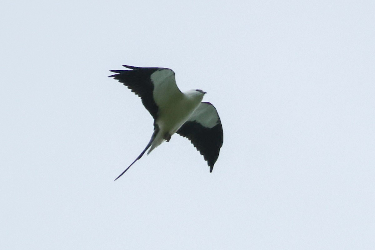 Swallow-tailed Kite - ML622621738