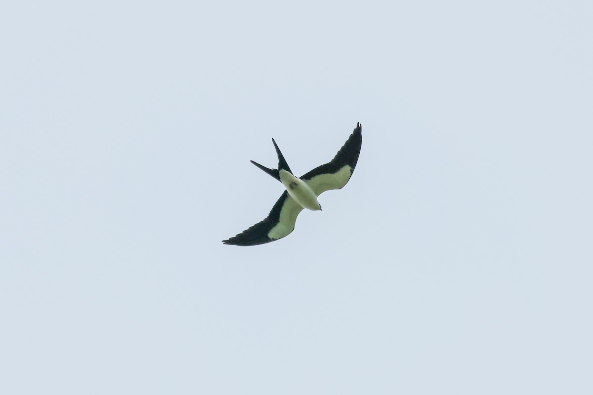 Swallow-tailed Kite - ML622621746