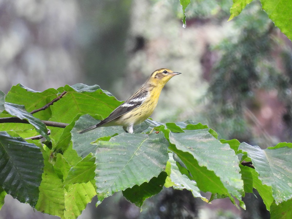 Blackburnian Warbler - ML622621790