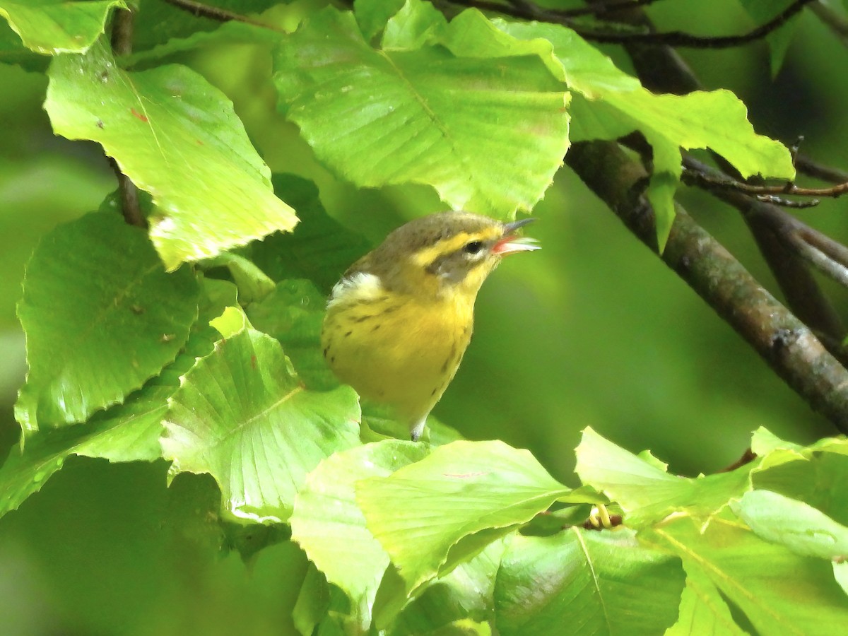 Blackburnian Warbler - Jenny Young