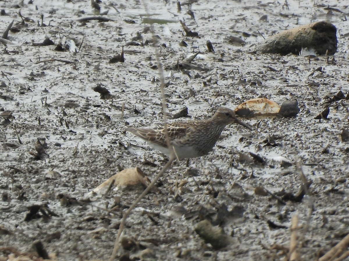 Pectoral Sandpiper - ML622621852