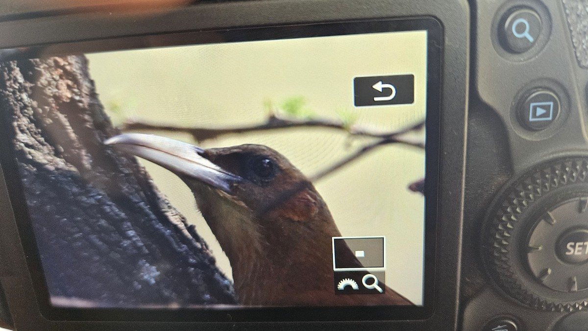 Great Rufous Woodcreeper - ML622621853