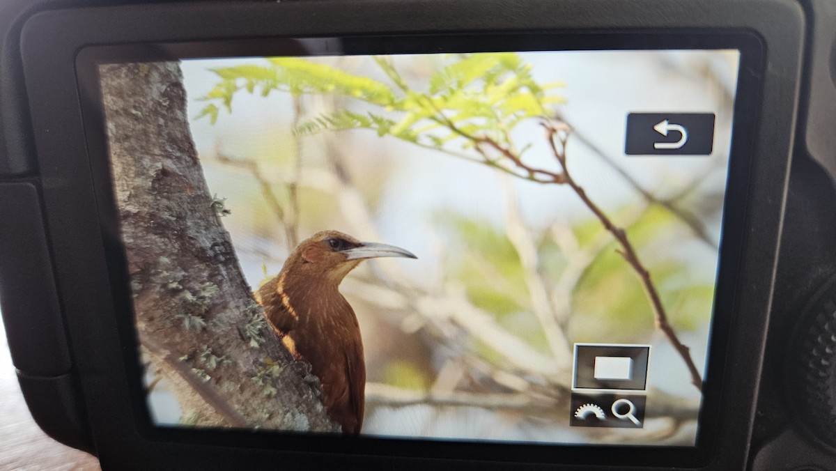 Great Rufous Woodcreeper - ML622621862