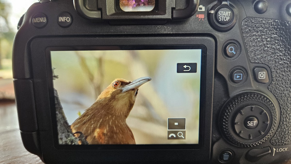 Great Rufous Woodcreeper - ML622621863