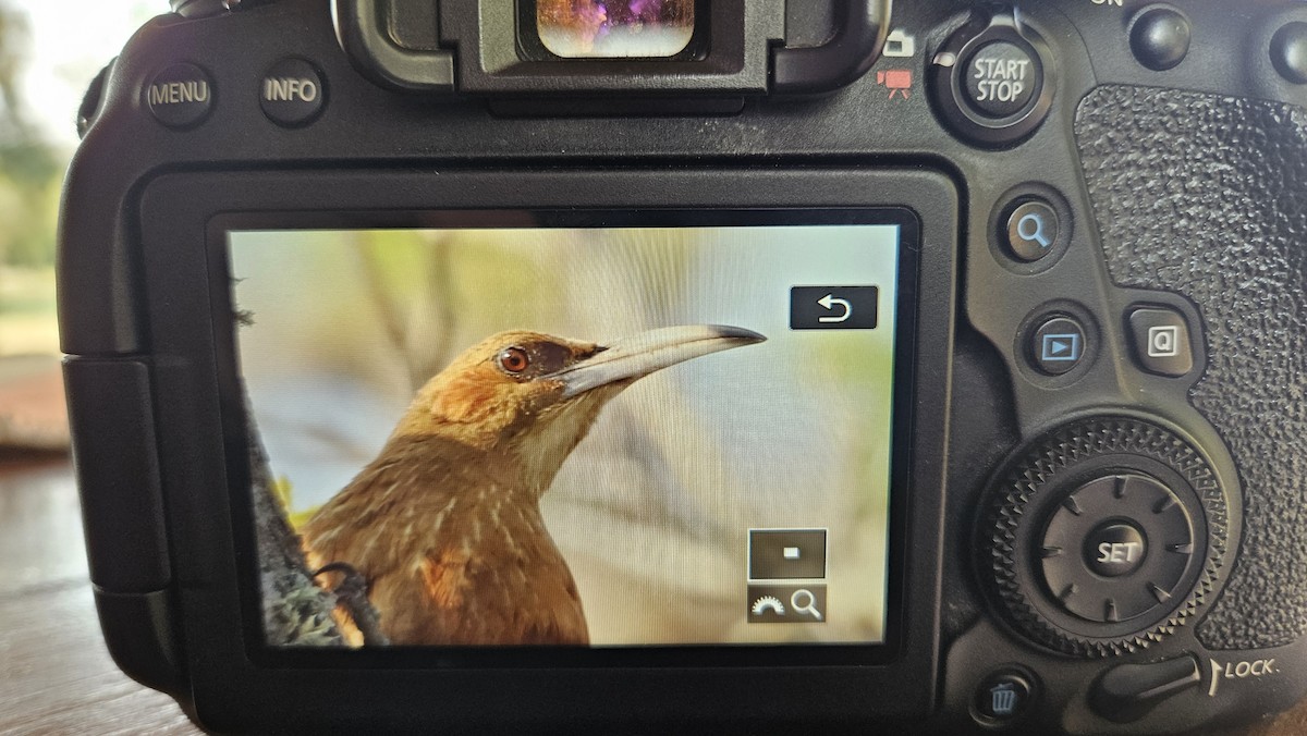 Great Rufous Woodcreeper - ML622621864