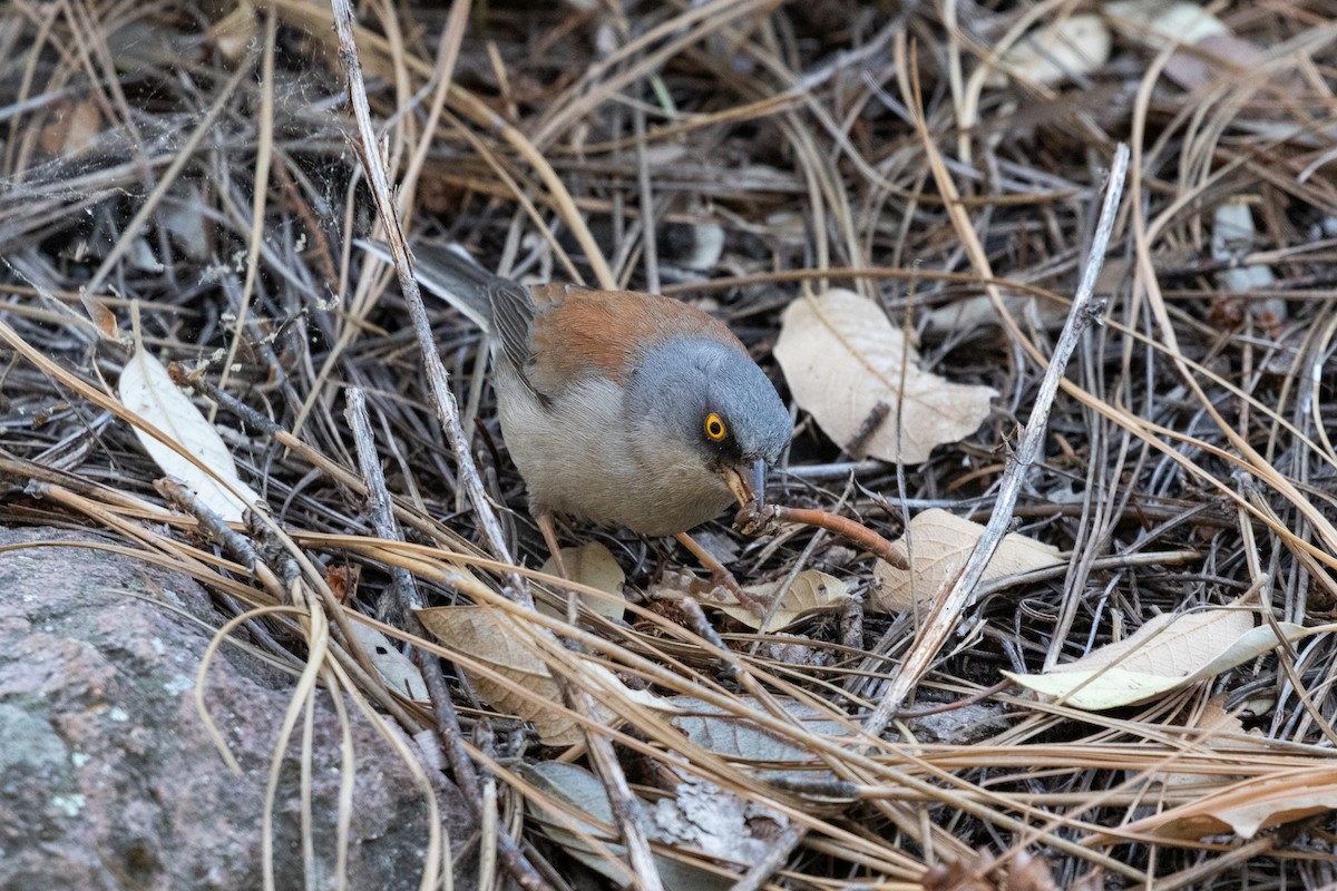 Yellow-eyed Junco - ML622621903