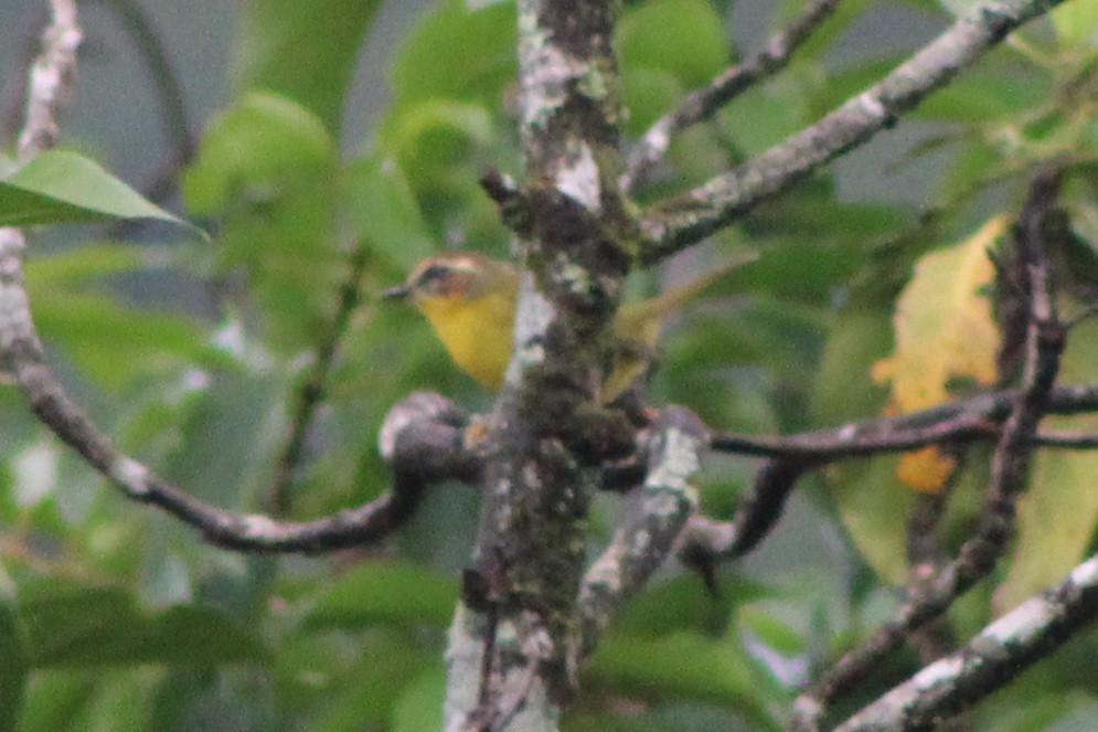 Chestnut-capped Warbler - ML622621908