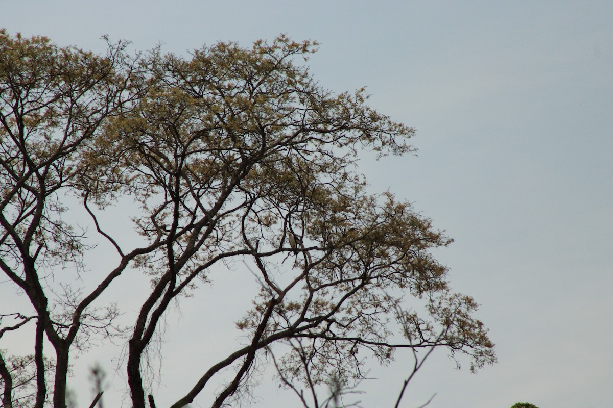 Black-and-white Hawk-Eagle - ML622621915