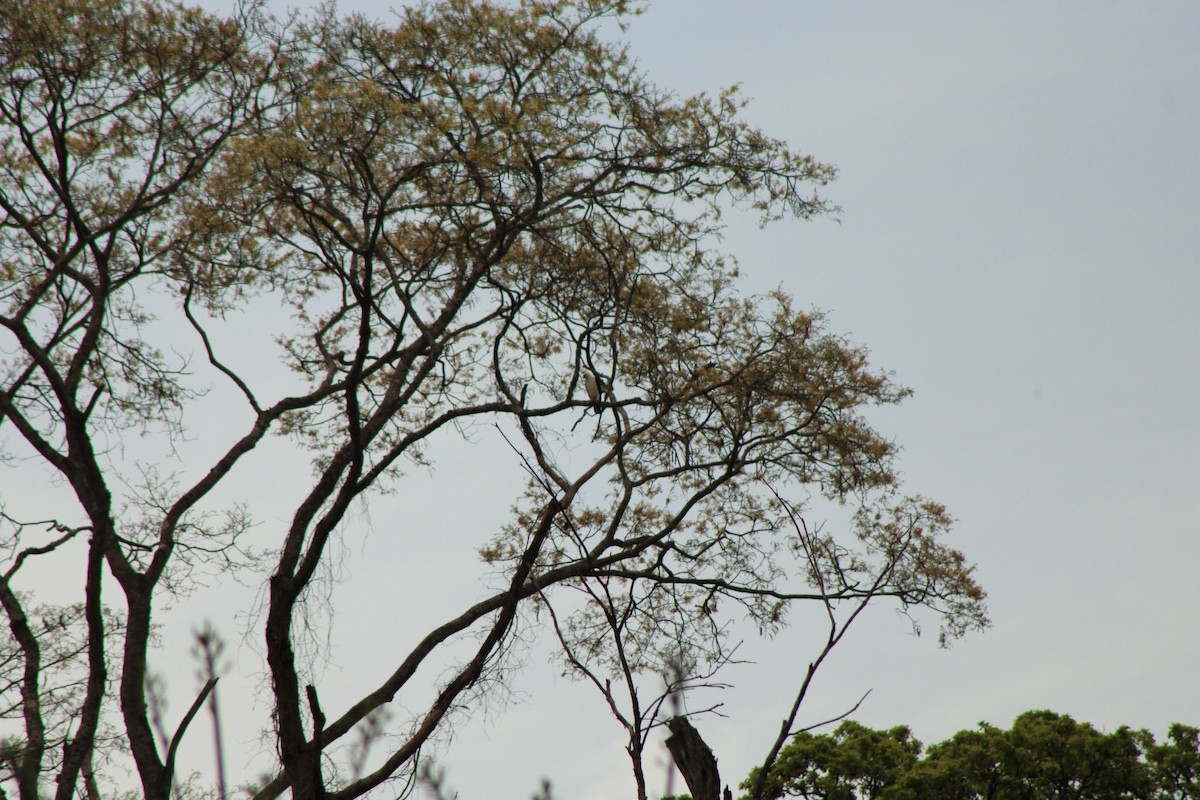 Black-and-white Hawk-Eagle - ML622621916