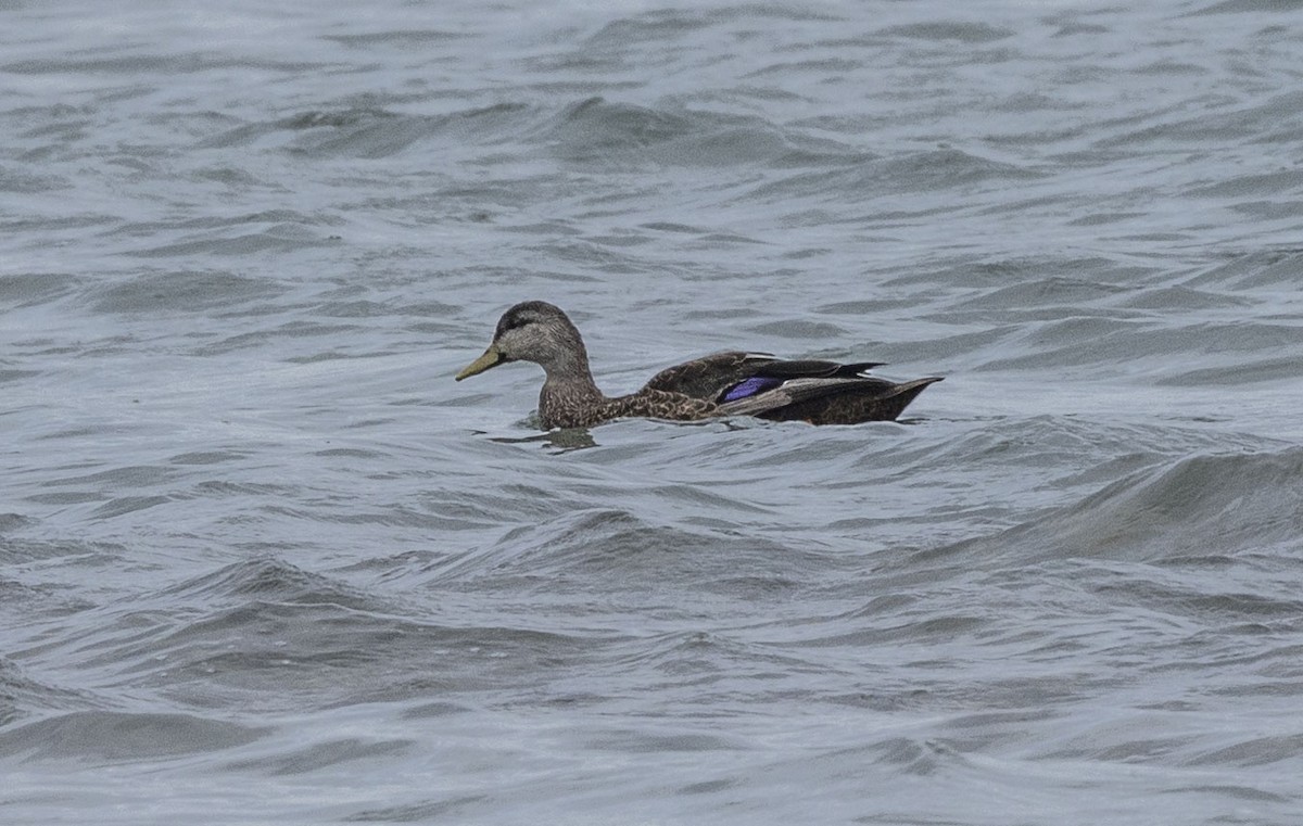 American Black Duck - ML622621945