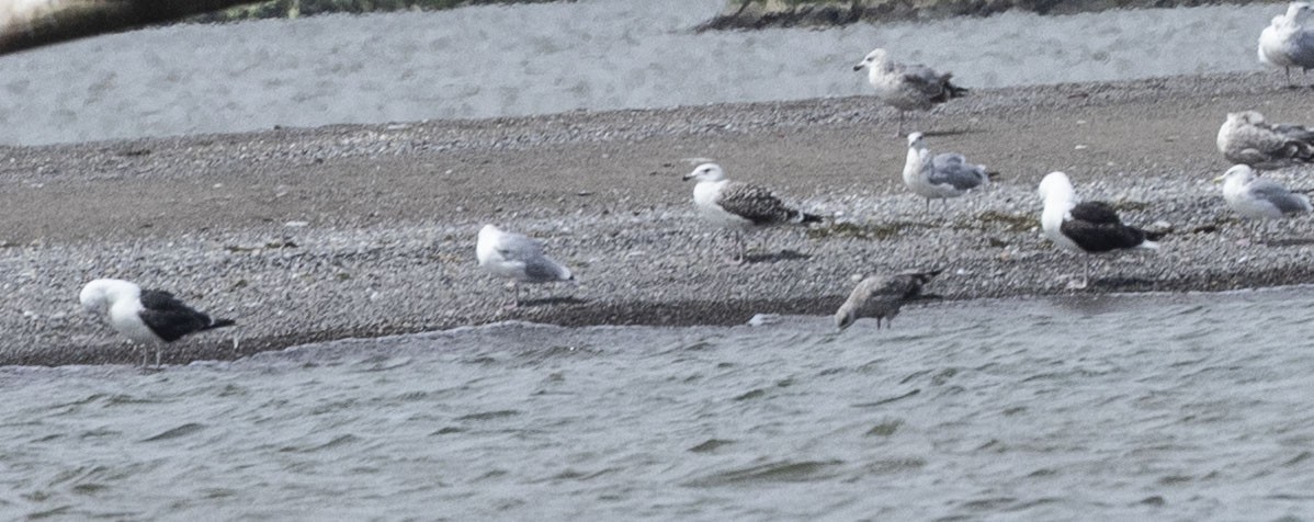 Great Black-backed Gull - ML622622023