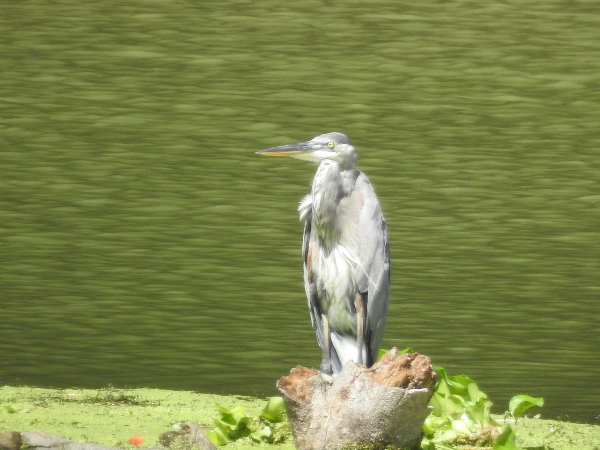 Great Blue Heron - ML622622117