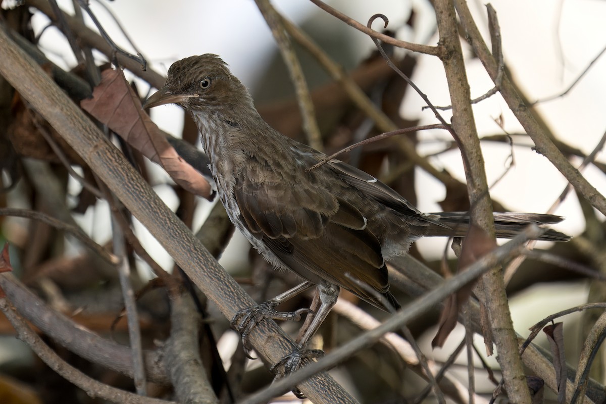 Pearly-eyed Thrasher - ML622622141