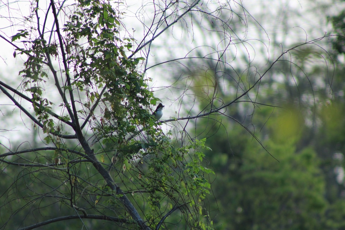 Great Antshrike - ML622622145