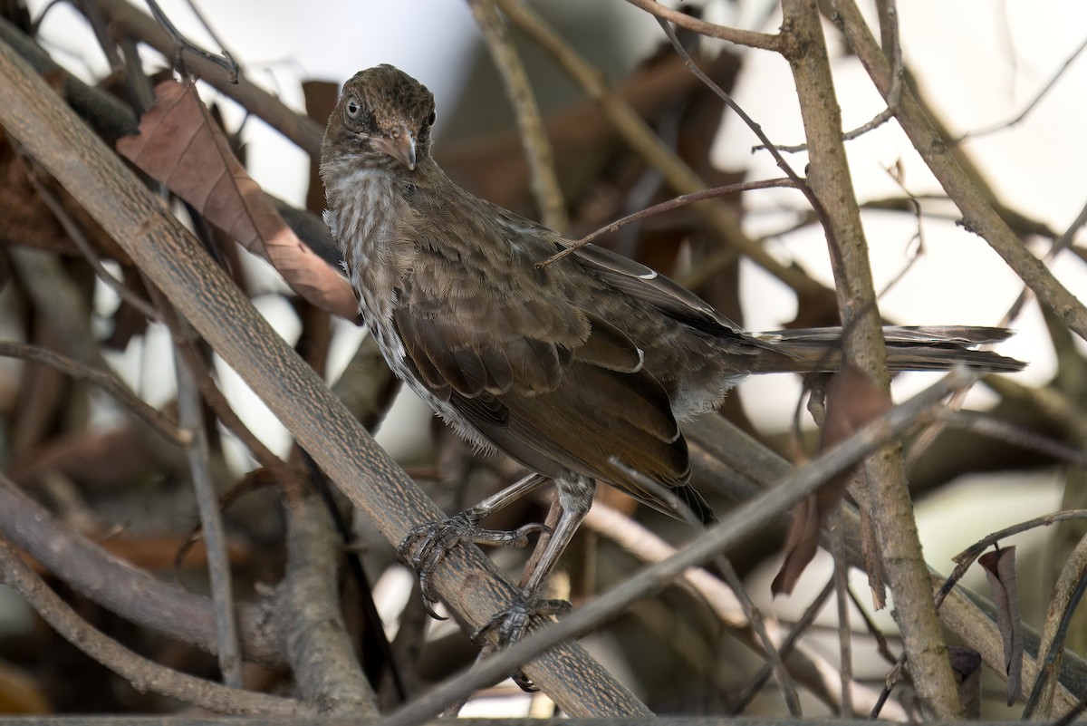 Pearly-eyed Thrasher - ML622622146