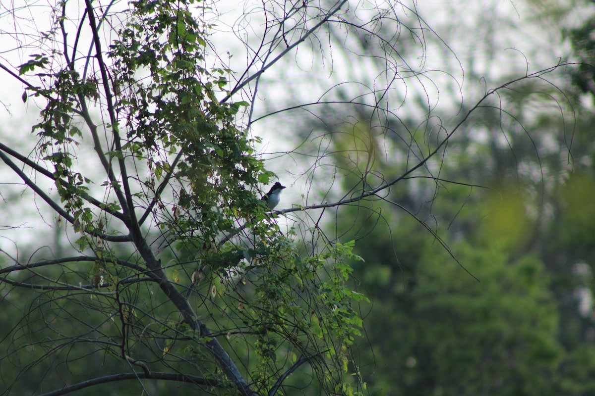 Great Antshrike - ML622622147