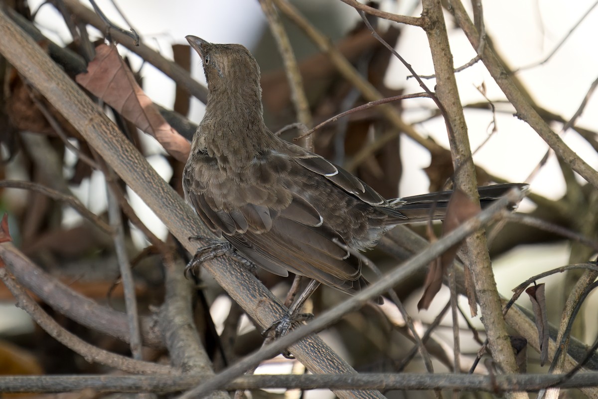 Pearly-eyed Thrasher - ML622622182