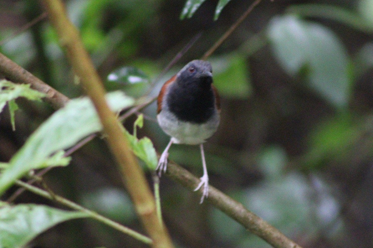 White-bellied Antbird - ML622622213