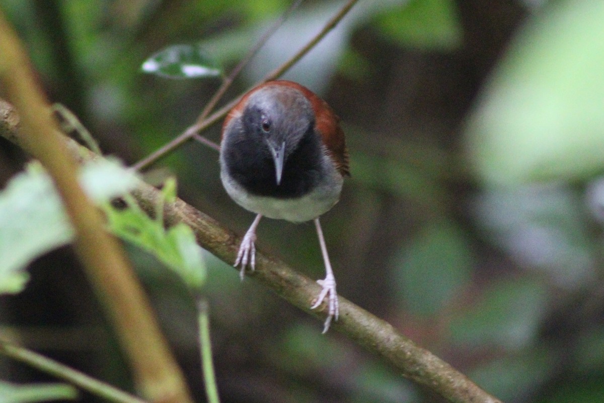 White-bellied Antbird - ML622622214