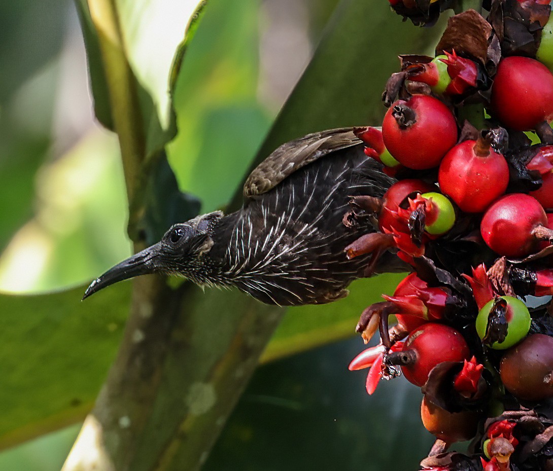 White-streaked Friarbird - ML622622461