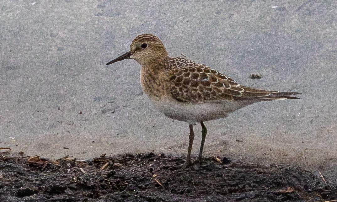 Baird's Sandpiper - Chris Wood