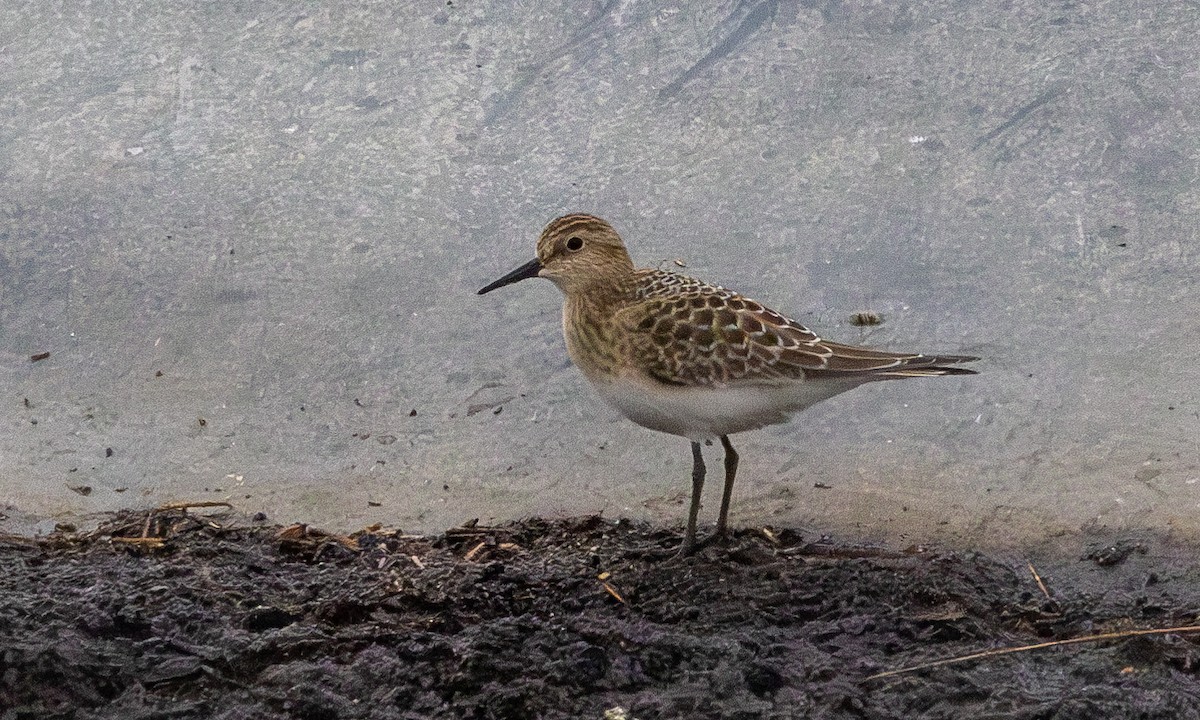 Baird's Sandpiper - ML622622574