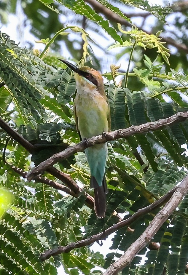 Rainbow Bee-eater - ML622622624